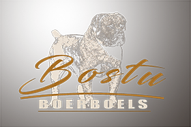 Bostu Boerboels