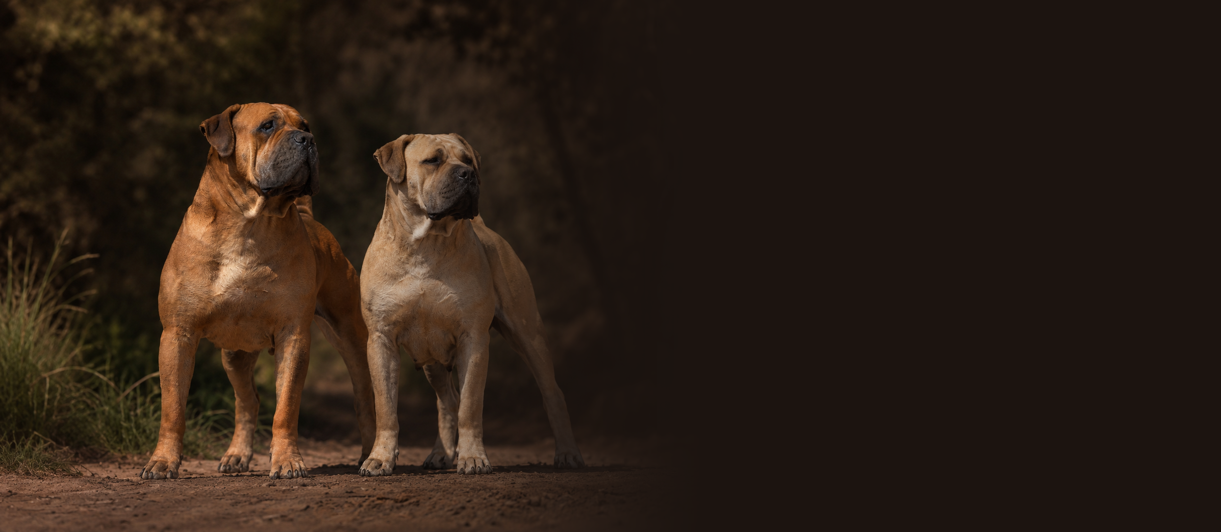 Breeding Standards — Bostu Boerboels