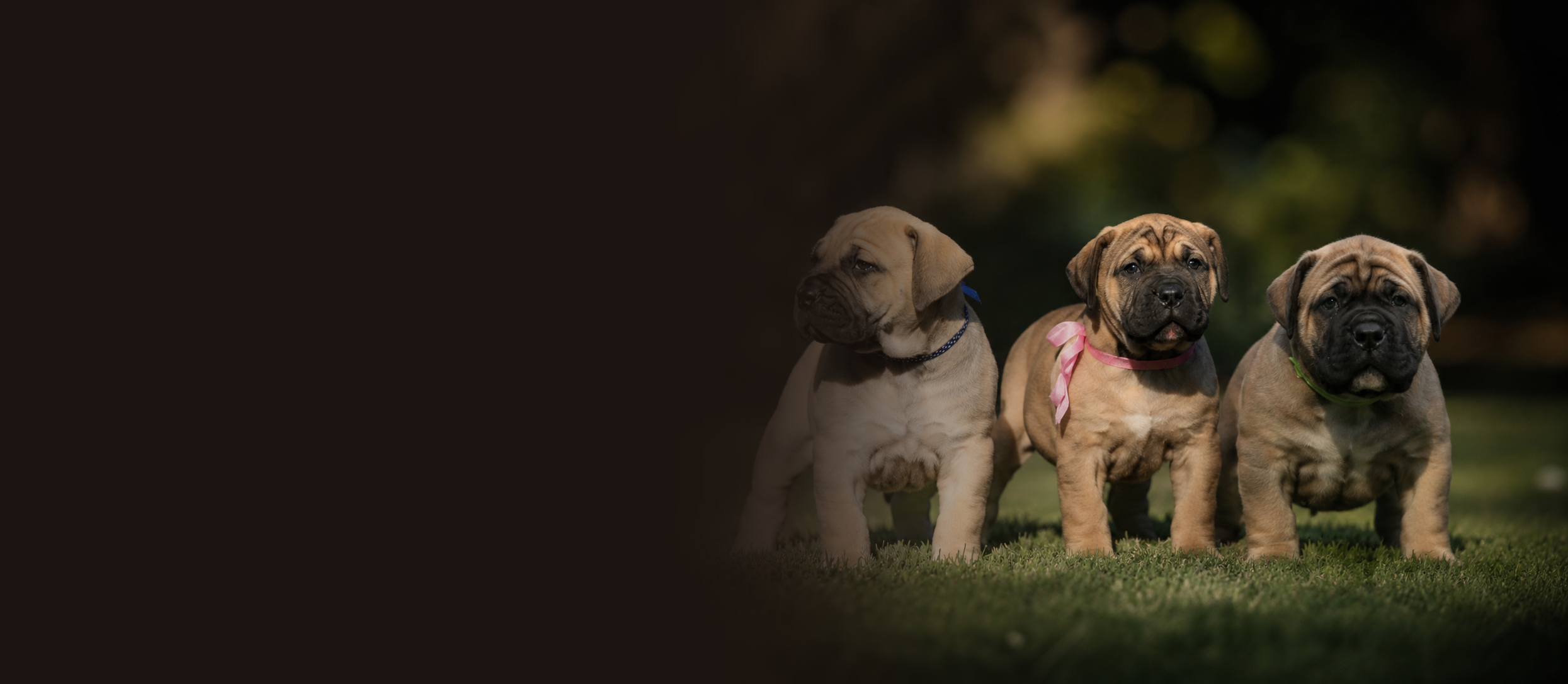 Care & Development — Bostu Boerboels